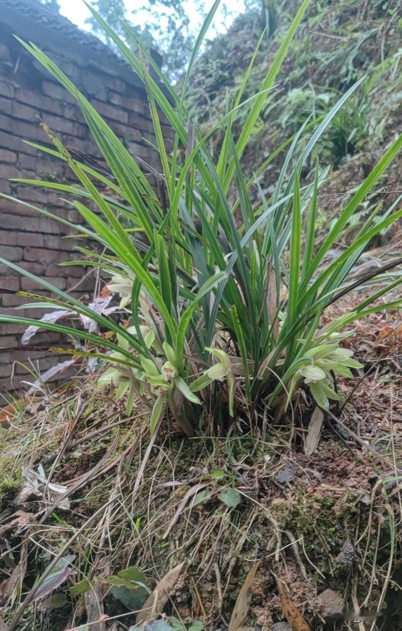 人民日报又给我普法了[捂脸哭]千万别拿“兰花草”开玩笑。不要说唱这一句“我从山