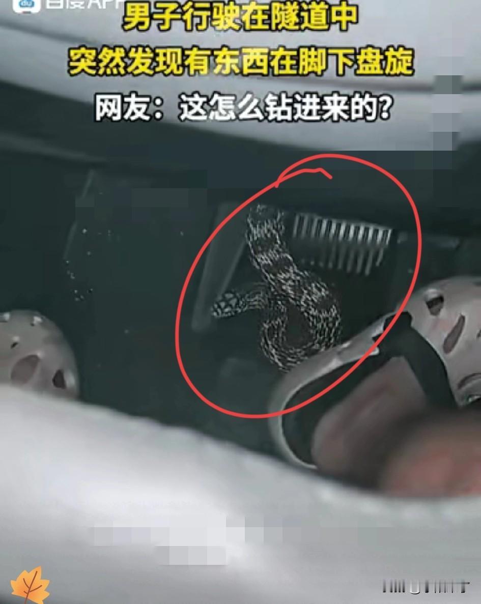 一男子开车行驶在隧道中时，感觉脚下有冰冰凉凉软糯的东西在盘旋，定睛一看，妈呀！竟