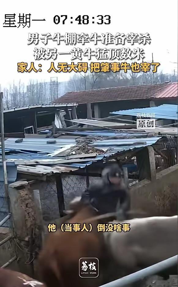 牛肇事！山西长治，一男子准备宰牛，正当他去牛棚牵牛时，身旁另一头黄牛突然发起