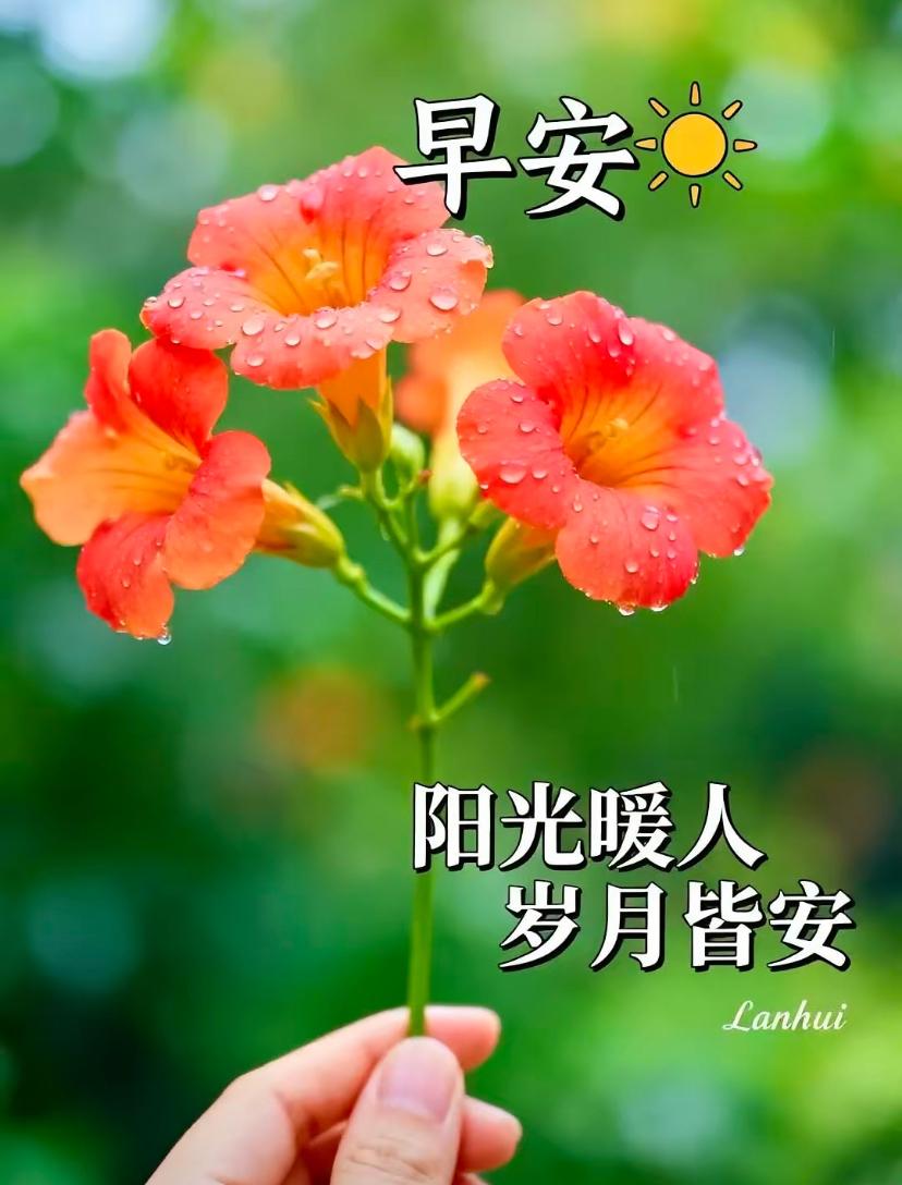🌺☘️6./4.盛夏渐盛.万物繁茂☘️🌺🌿🌾清晨安好，芒种携盛夏而来