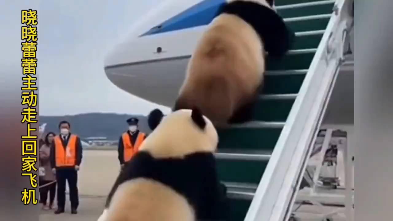 大熊猫晓晓蕾蕾深情告别：头也不回踏上归途展现中国情