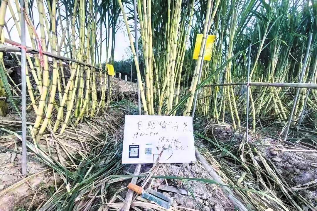 绝了!绍兴这块甘蔗地竟成“沉浸式”打卡点。浙江绍兴有块甘蔗地最近可火啦!地