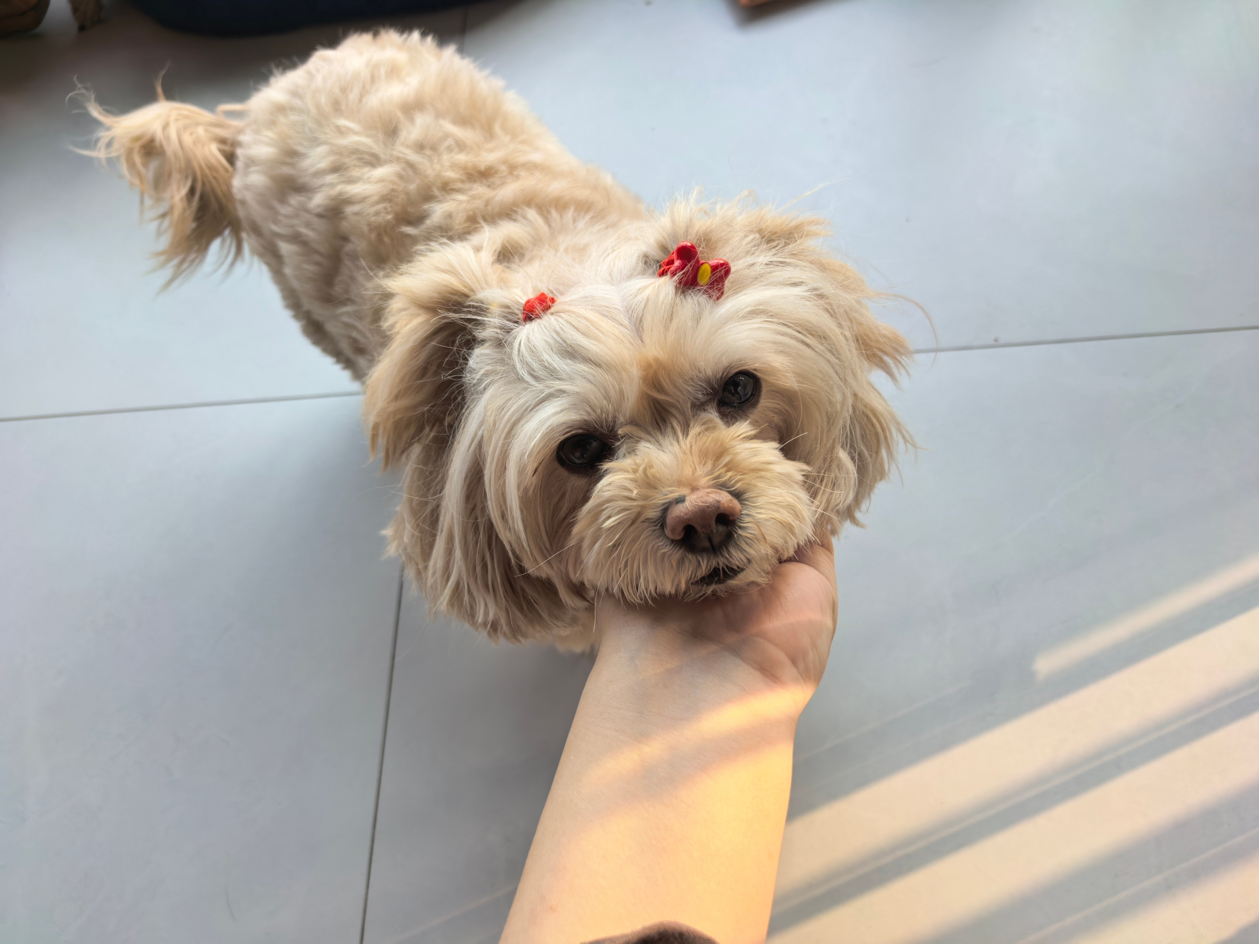 假柯基和泰迪的女儿二萌今年也9岁了，成老姑娘了。时间过得好快