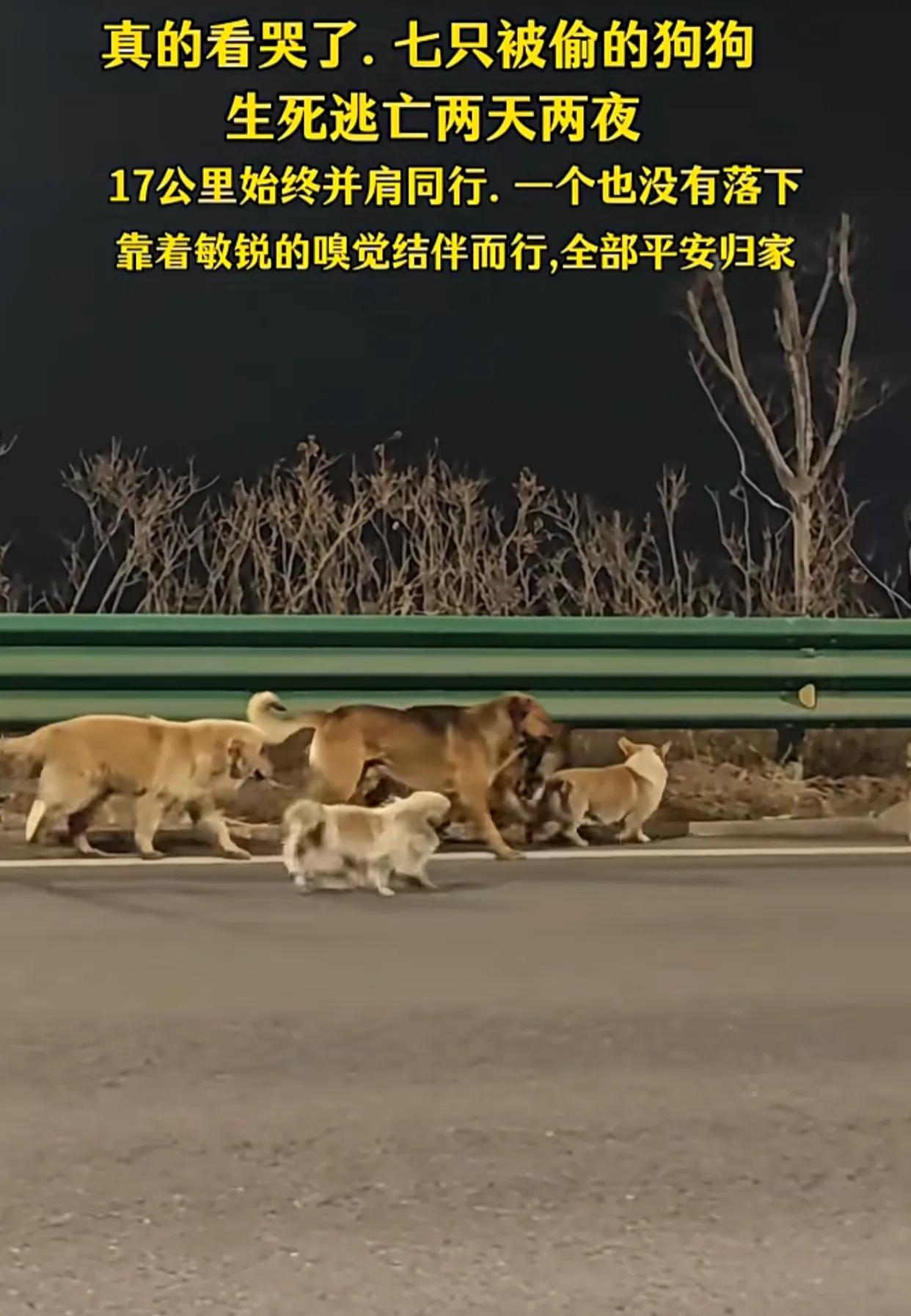 7只家犬后续来了！3月16号晚，吉林长春某村7只家养犬，德牧、金毛、拉布拉多、田
