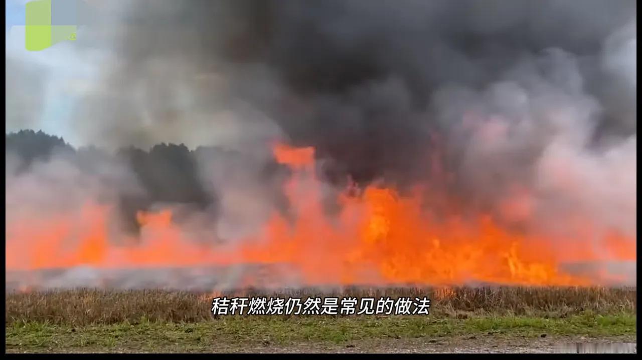 这是闹哪样？秸秆icon又能烧了？北师大的研究一出来，不少人看懵了——原来