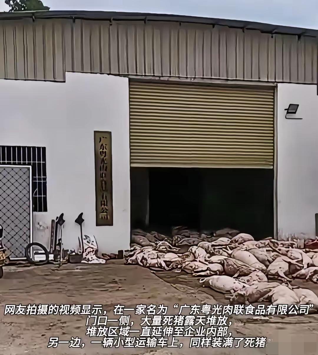 你可能沒有想到，200头躺着的猪进了食品肉联厂，这并不是法律不完善，而是这些人顶
