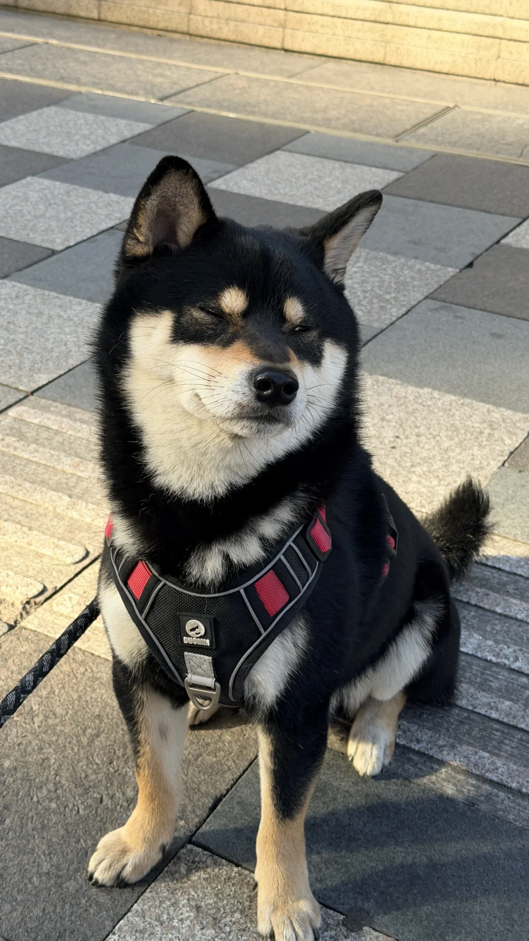 兴业太古汇疑似柴犬被遗弃