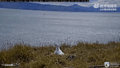 不是每一只鸟都能安全着陆！