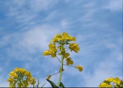 生活不论好坏，每天都是限量版，永远乐观自信，永远积极向上，别让世俗，淹没了生活的