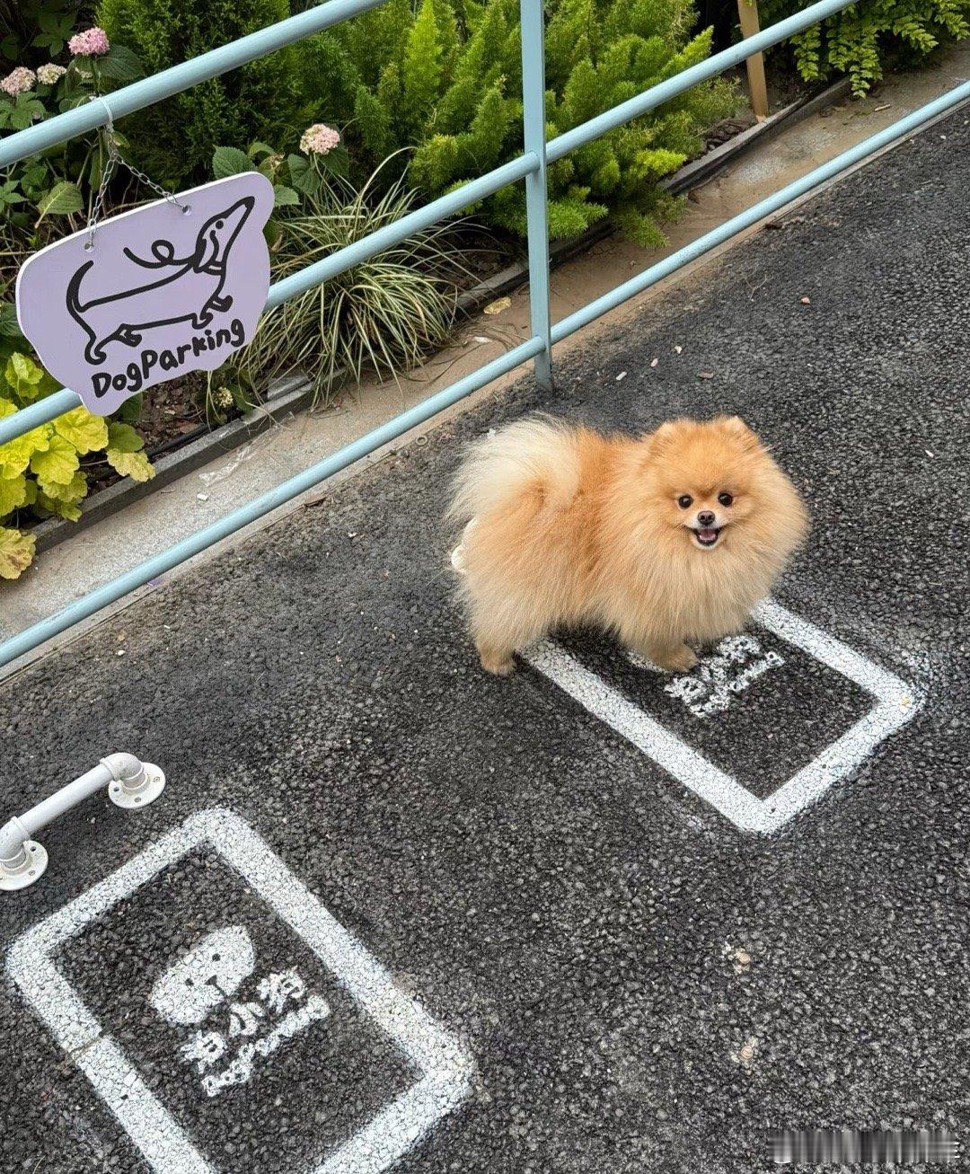 小狗停车位[红脸笑][红脸笑][红脸笑]这位小狗你没停好[doge]热点解读萌宠