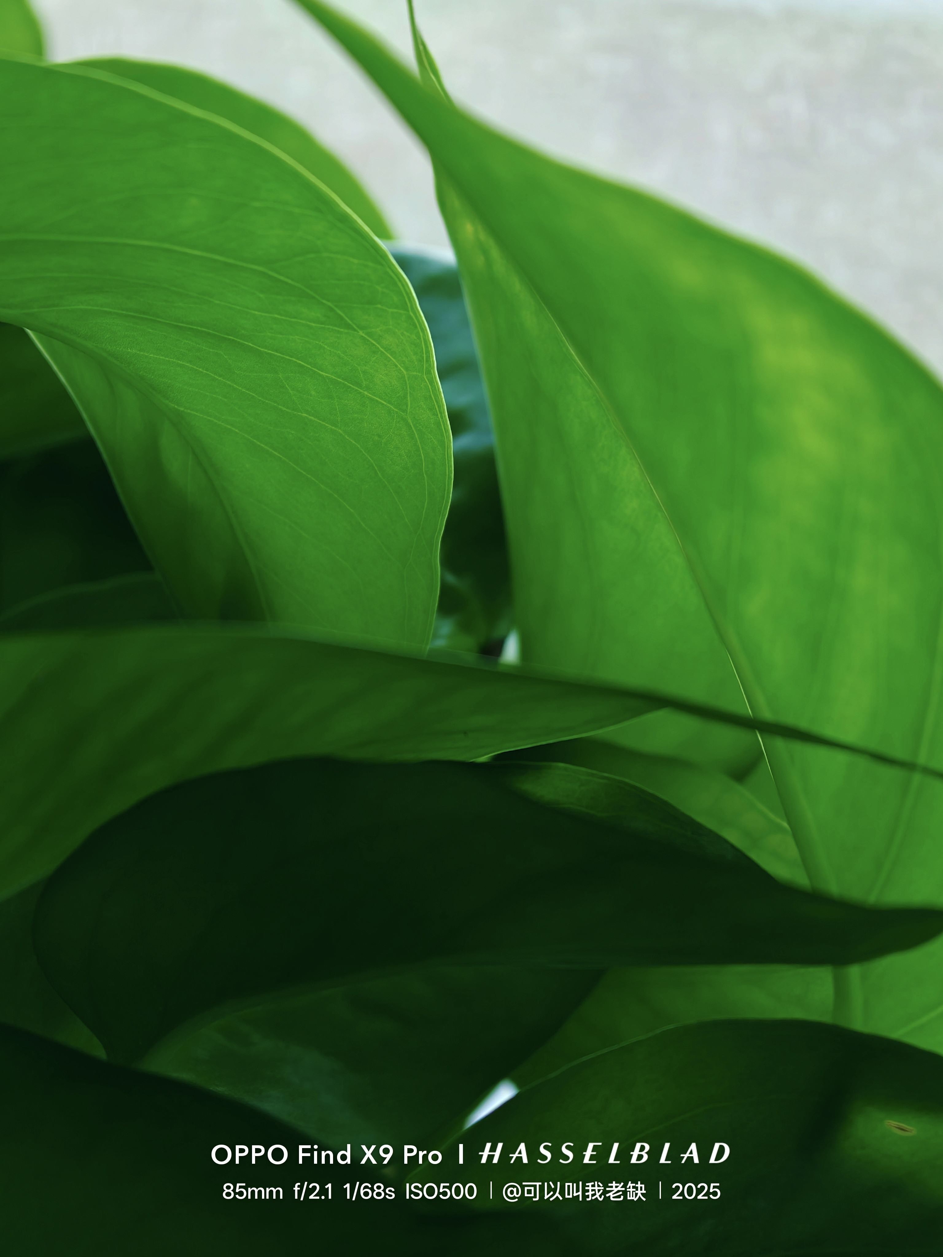 挑个好天气，用FindX9Pro拍拍绿植然后挑几张做成壁纸，又是美好的一天O