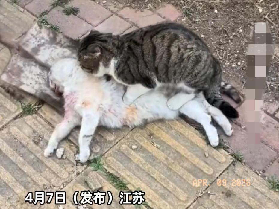 近日江苏苏州，路边一公猫出意外不幸离世，母猫待在身边不离不弃，久久不愿离去！好心