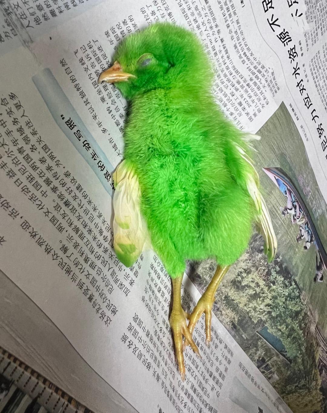 青菜永远的离我们了怎么突然发现年龄越大越接受不离开了从广东老家带回来才两个