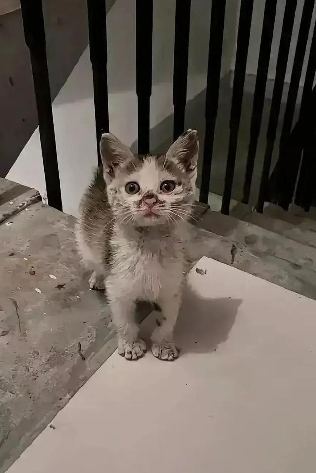 一只流浪猫自己找上门求收养。有网友以前喂过一只流浪猫，这猫硬是拐了几个弯爬上三楼