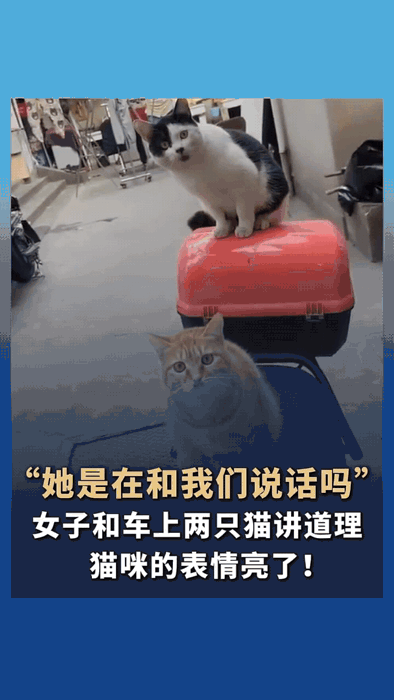 “她这是在跟我俩说话不？”女子对着车上两只猫讲道理，猫咪的表情太有意思了！