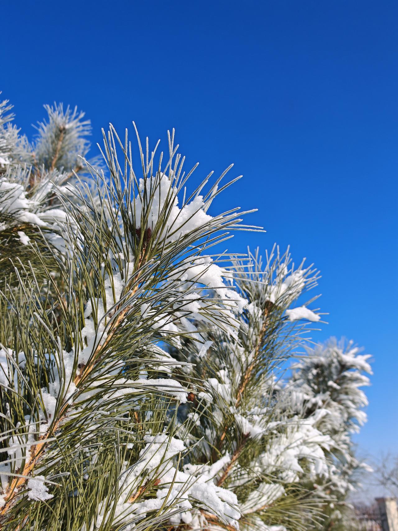 与痛风斗争的历程79清晨推开窗，带着冬日特有的清透。试着活动四肢，关
