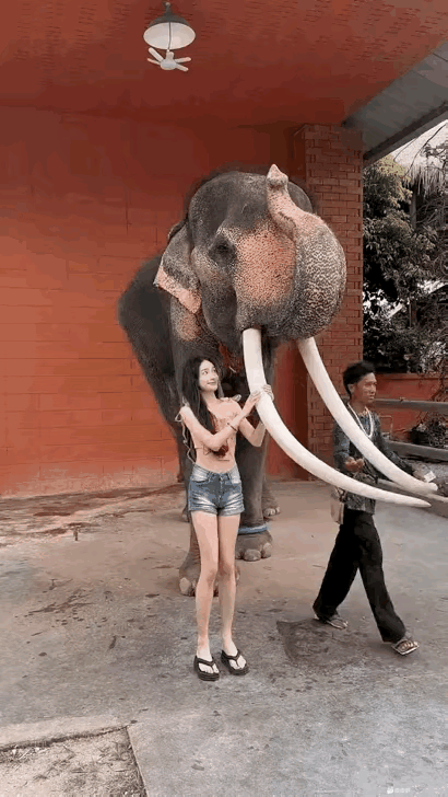 这美颜美的，大象🐘：我的象牙比我腿长