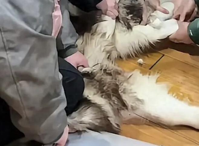 自己的爱犬在8个月内三次咬伤人，就连自己的父亲都被咬伤进了医院，这样的狗你会如何