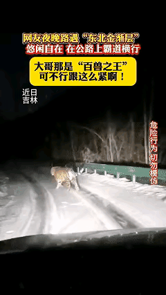 万万没想到！近日吉林，一对夫妻在晚上开着车回家，路过一个山路的时候看见一个黄影，