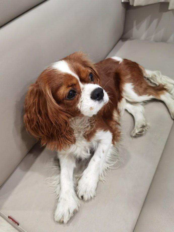 赵今麦晒和狗狗合照麦麦和狗狗的合照谁懂有多可爱啊！拿铁就这样被麦麦抱在怀里乖乖的