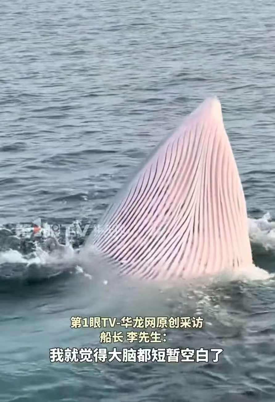 意外之喜，广西北海，一男子早上开船出海时，意外发现了一只正在睡眠觅食的座头鲸，而