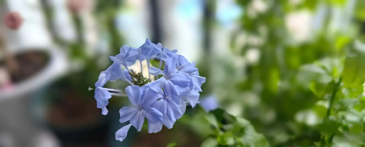 #分享一张随手拍的花。#蓝雪花，一种特别好养的多年生植物。