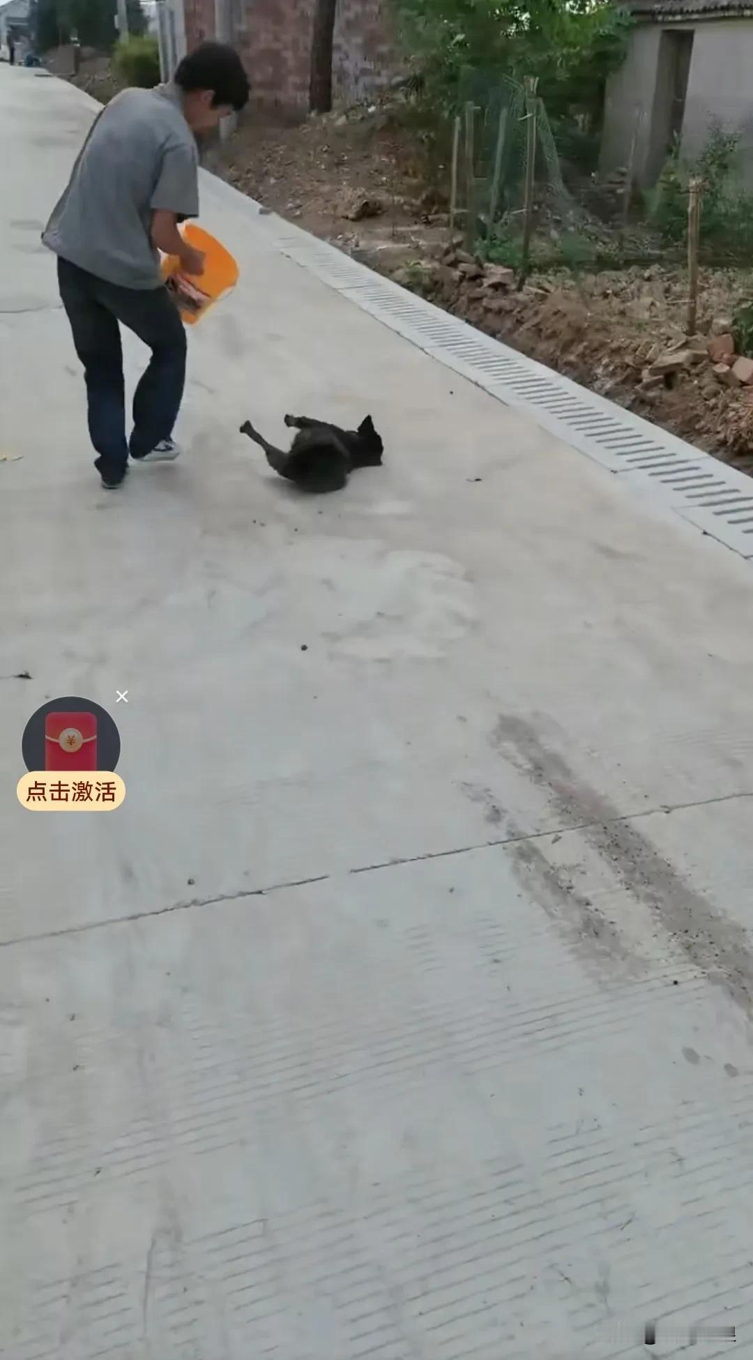 那千刀万剐的狗贩竟然投毒毒害狗狗，狗狗瞬间倒地，四肢抽搐。一位小哥路过看到这一幕
