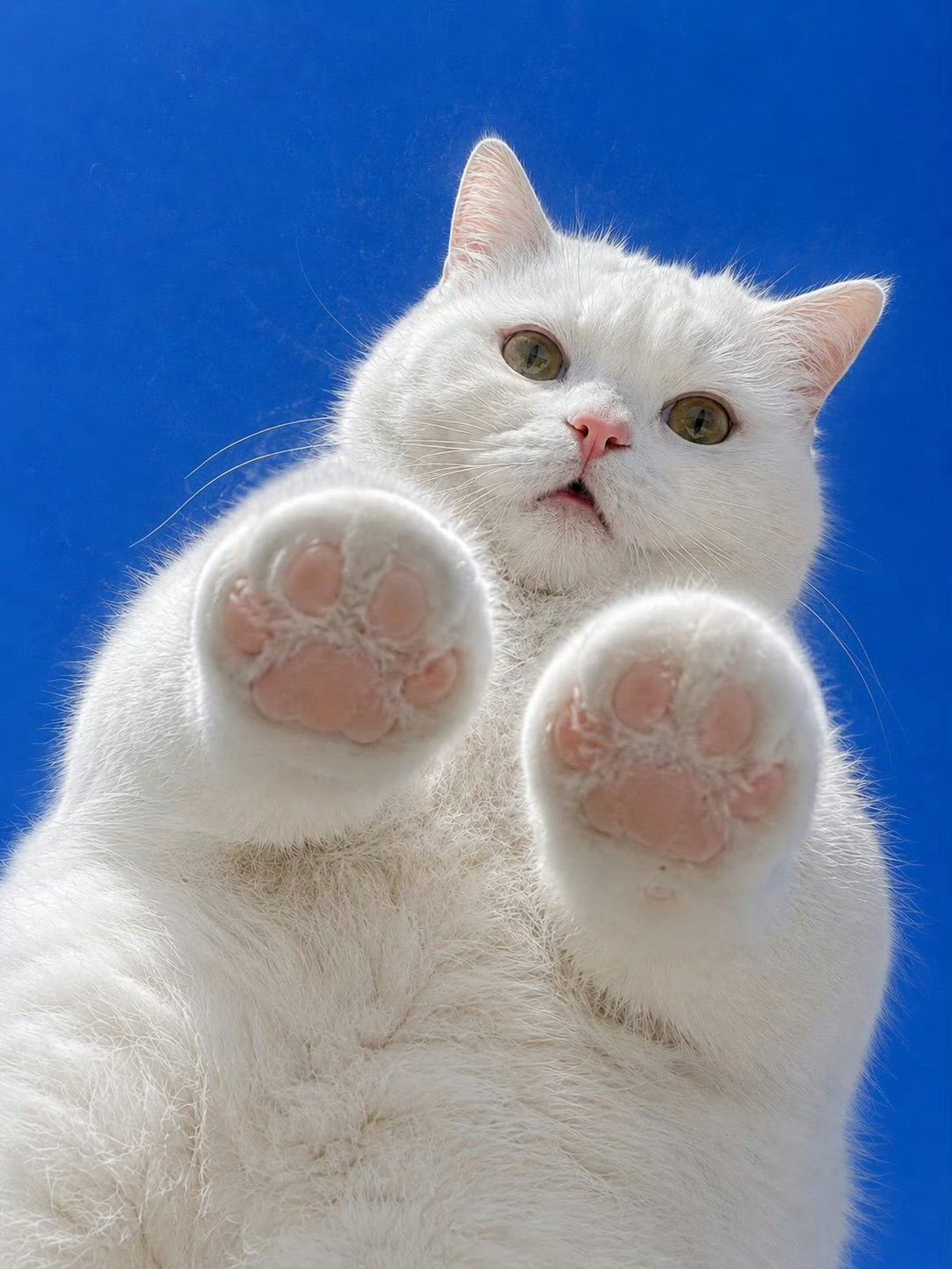 猫咪：趴好，我给你踩背