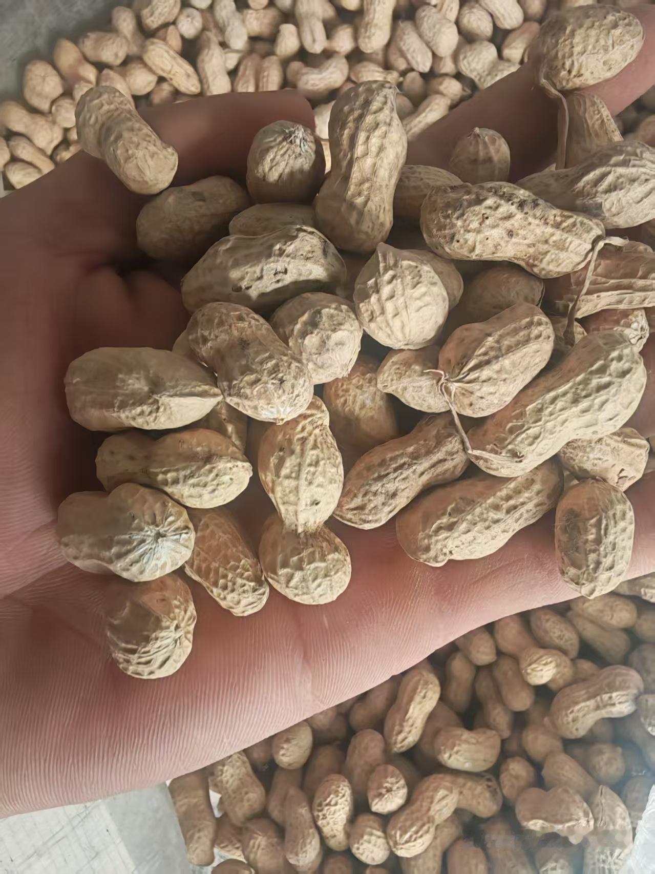 花生价格2026年4月25日河南驻马店市汝南花生价格行情白沙麦茬通货收3.7