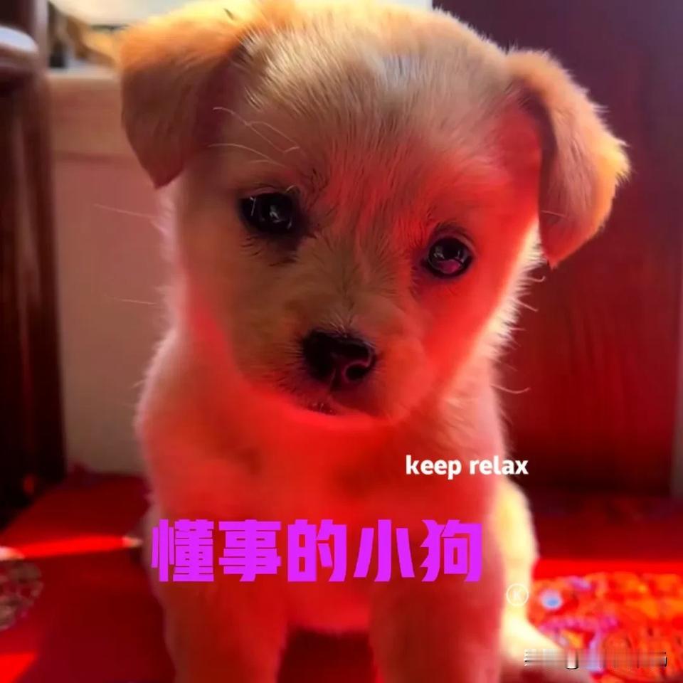 今天早上起床晚了一点，家里的小狗乖乖地坐在地上，眼巴巴地望着我。看着地上空荡荡的