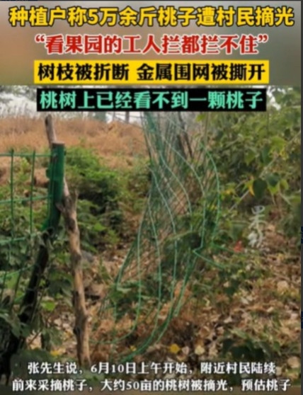 太过分了！6月19日，江苏徐州，男子租了1800多亩地种果树，有500亩桃树进入