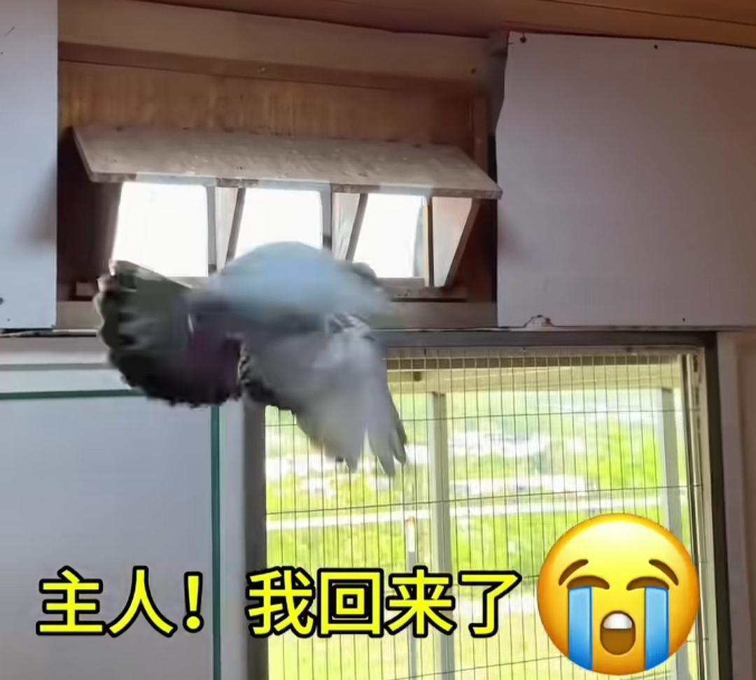 这是一羽不死必归的英雄鸽千里迢迢的带着伤飞回主人家忍着饥渴伤痛完成了任务，也