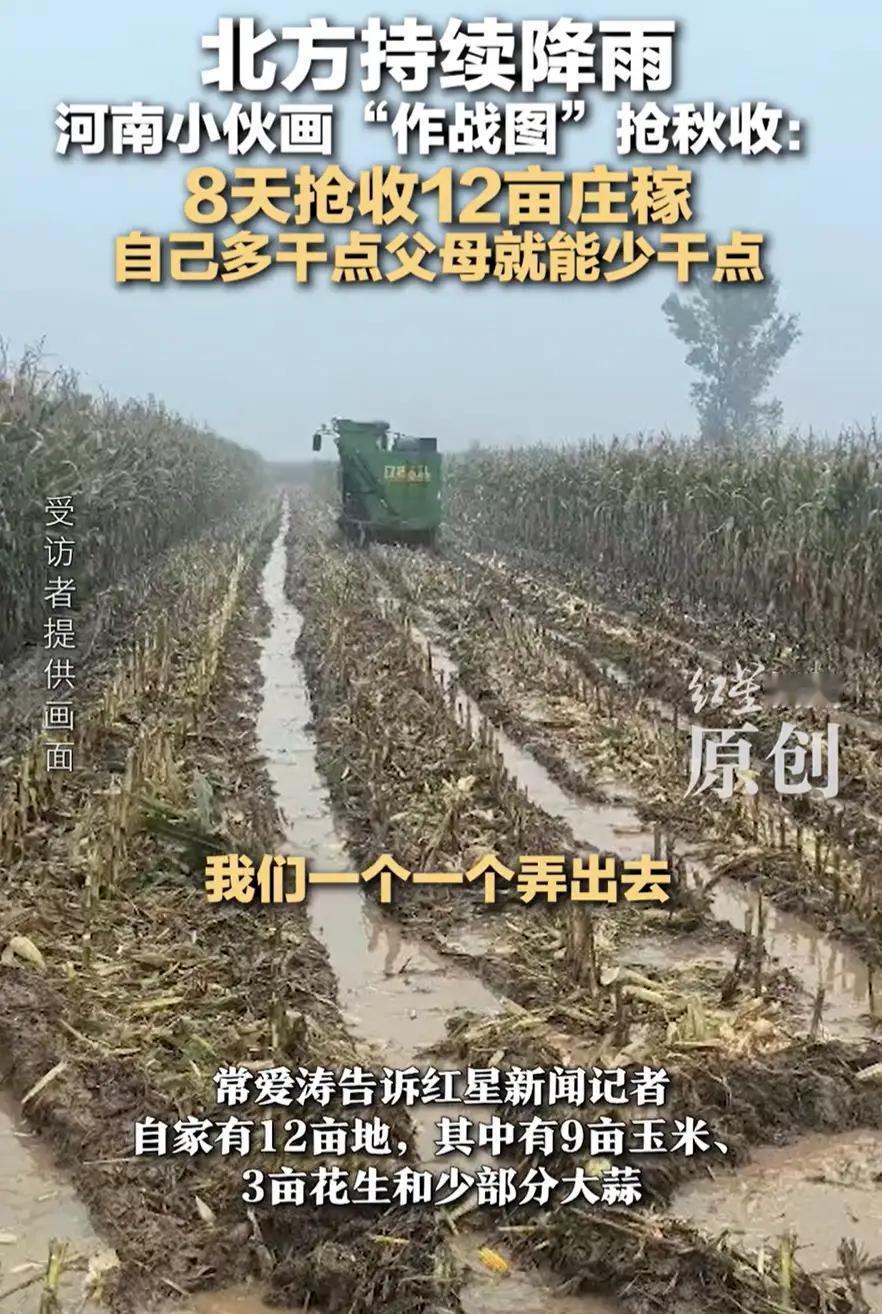 河南新乡，一男子假期返乡，因为持续的降雨，一家三口对于秋收也是相当苦恼，于是男子