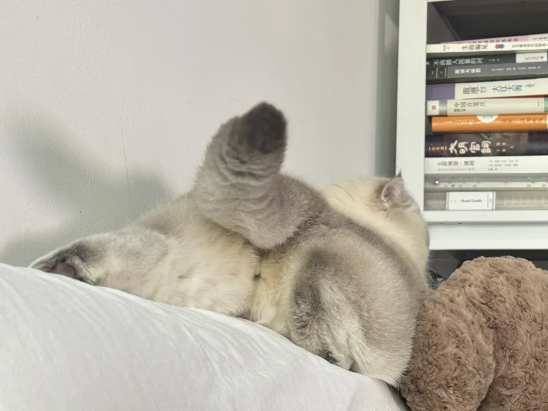 不鸡豆，咪的身材很曼缪