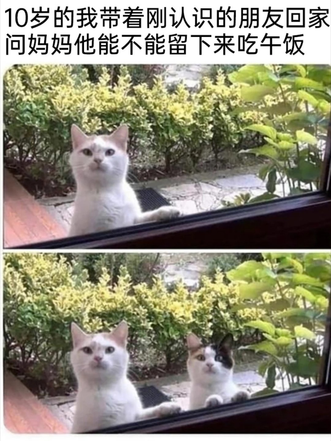 猫猫：来看看我的新朋友​​​
