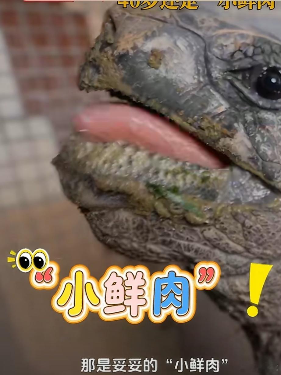 北京国礼象龟轻松活200北京动物园40岁小鲜肉 被这只象龟的寿命震撼到！北京动物