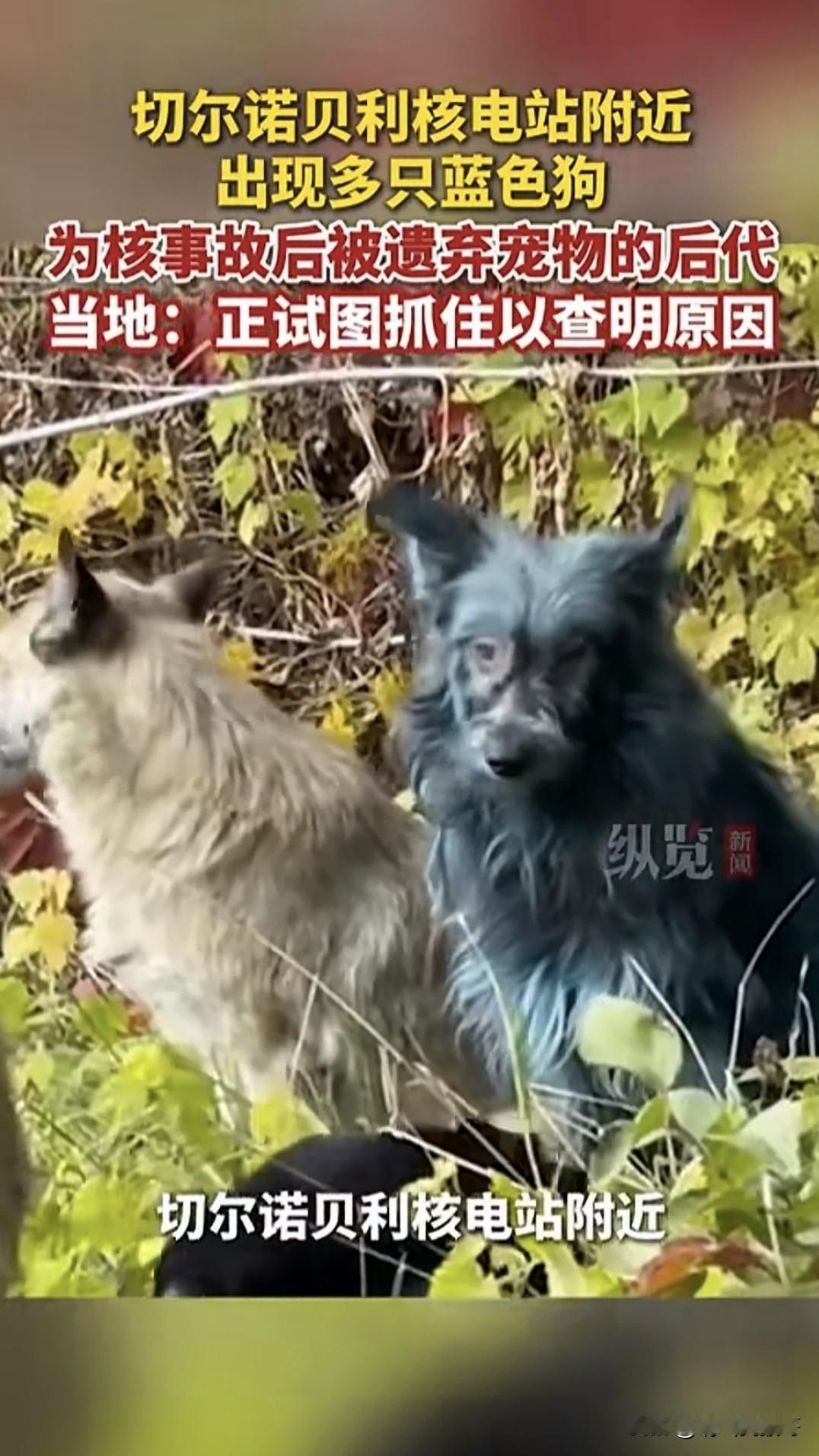 原来核辐射可以改变基因，这在切尔诺贝利得到了真实印证。1986年切尔诺贝利核电站