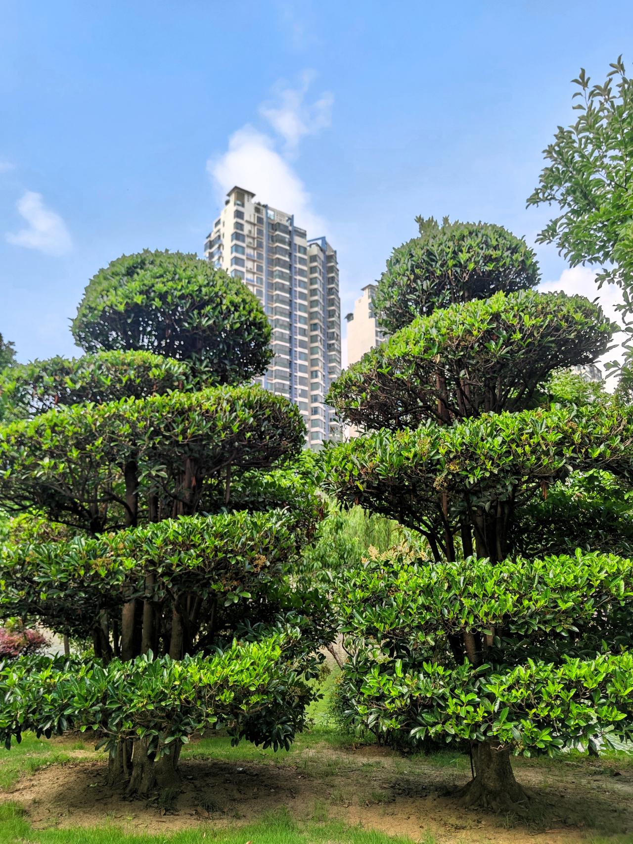 我妈住南京迈皋桥附近的一个小区，今天看到她住的小区群里发消息，明天端午节小区停车