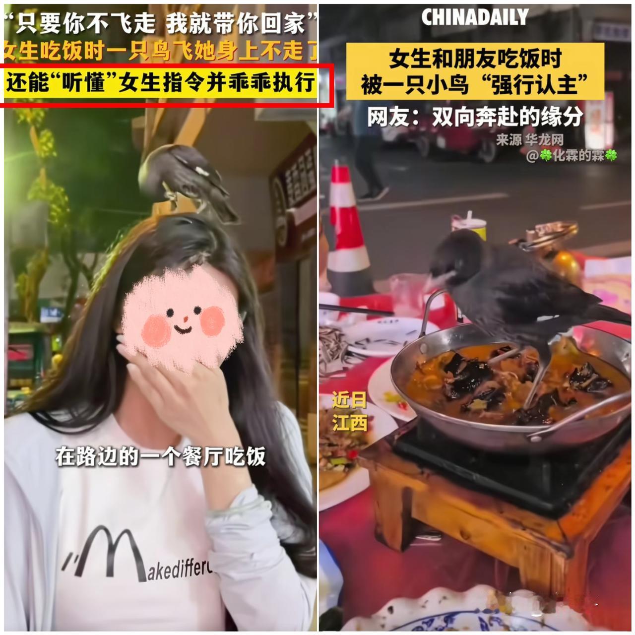 缘分真的很奇妙！小鸟千里识人，认准温柔女子直接赖上？不得不信世间真的有