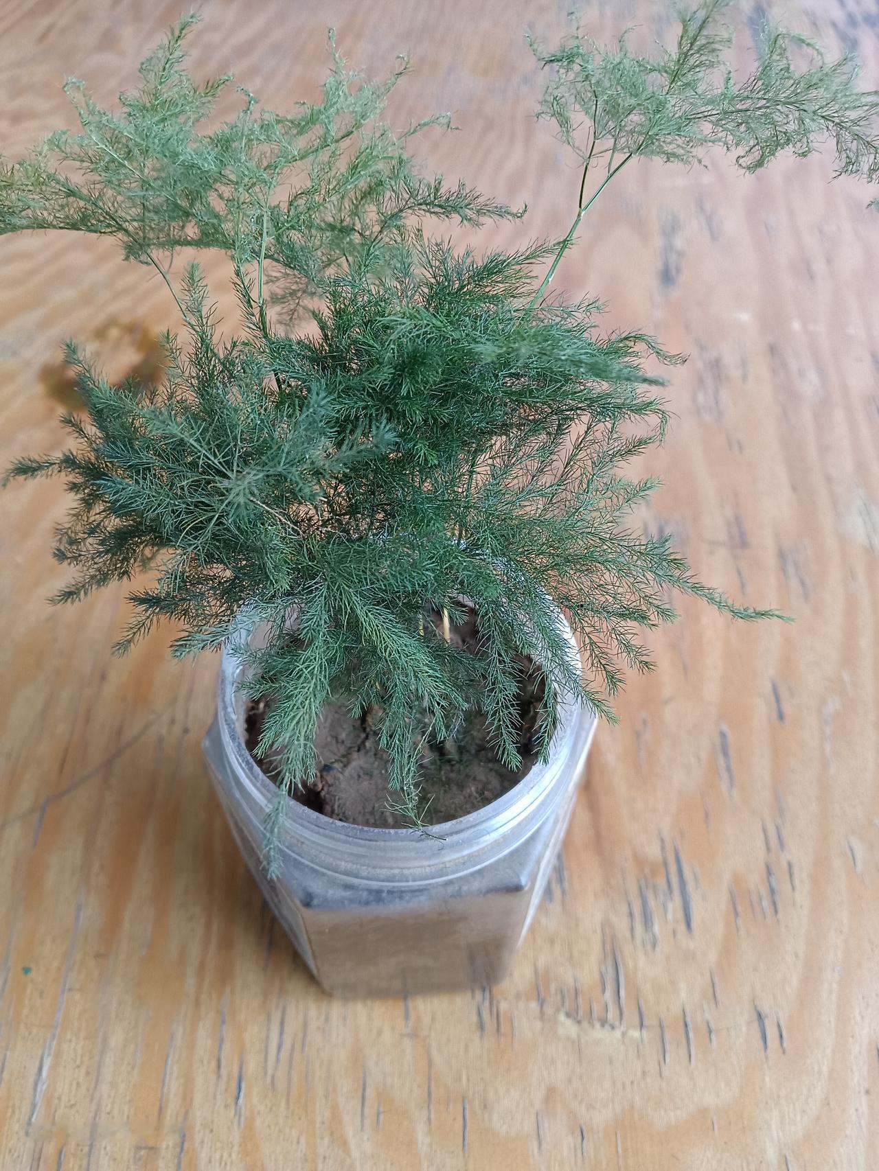 今年冬天的不同爱花的我，以后再也不买花养了，真是买多少死多少，如此好养的文竹、多