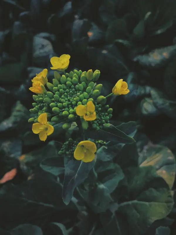 雨滴凝窗棂，墨色渐凉风送菜花香，吹不散你远去的方向黄花铺笺，我拾一朵，寄向有