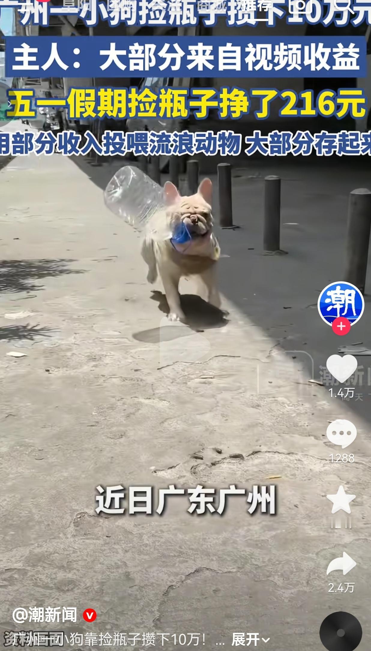 广州这只捡瓶子的法斗，凭啥攒下10万？看完我真的破防了！活了这么多年，居然