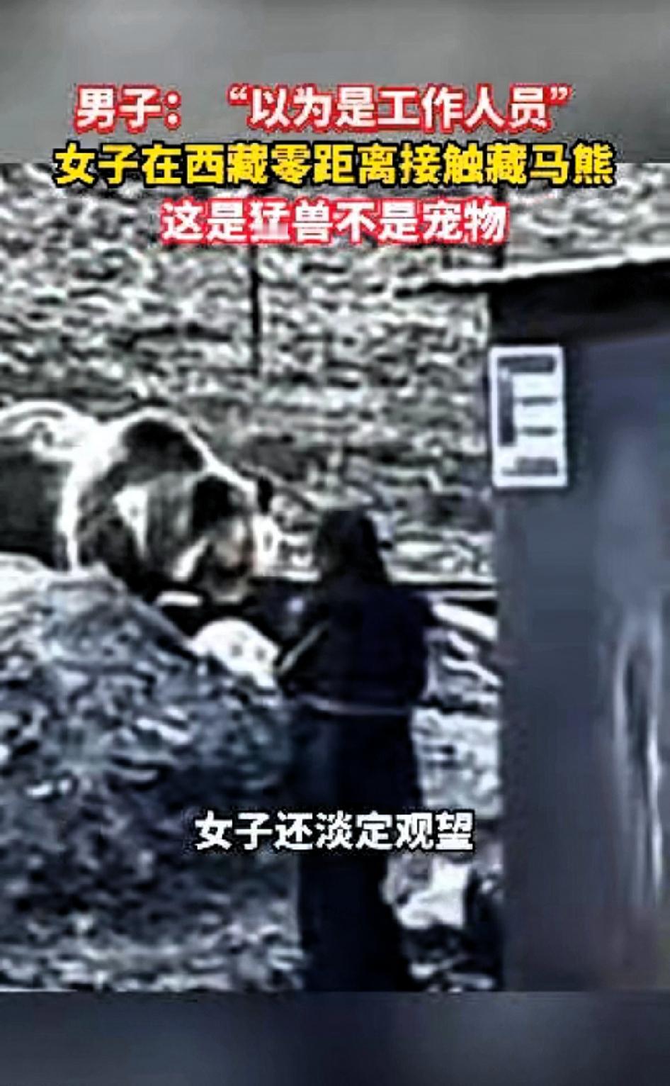 真是作死！西藏一男子野外游玩，亲眼撞见奇葩一幕，西藏一女子近距离靠近藏马熊，路人