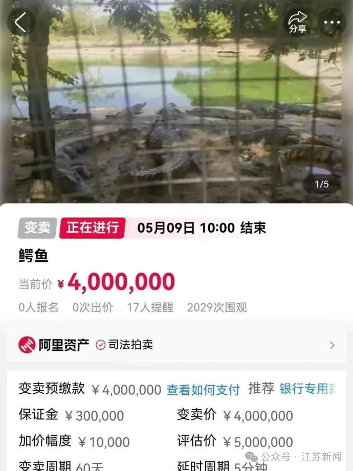 因主人欠钱狸花猫将被法院拍卖, 起拍价500元! 律师: 对, 还有鳄鱼、汽水被拍卖过
