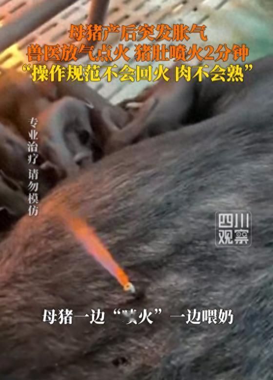 万万没想到！母猪产后肚子鼓成气球，主人还以为是奶水充盈，结果兽医一来，掏出的“治