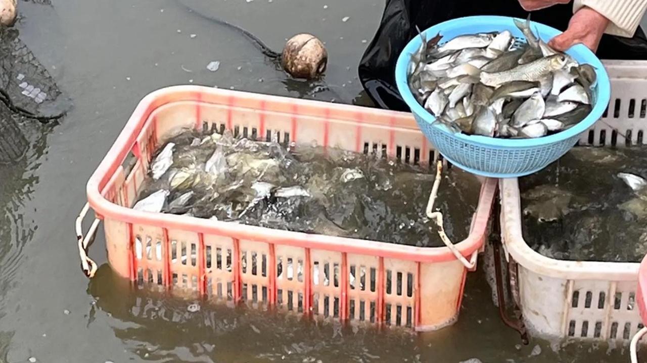 《草鱼养殖饲料怎么选? 合适饲料促生长》