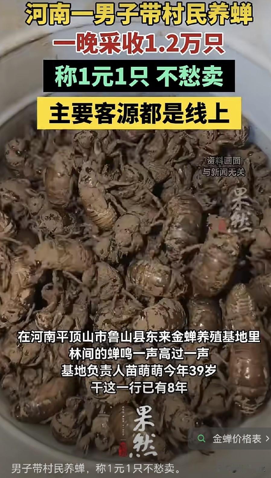 河南鲁山的苗萌萌深耕金蝉养殖八年，从几亩试验田发展到200亩养殖基地，带动周边七