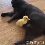 哈哈哈哈哈哈哈哈哈哈哈鸭鸭做错了什么​搞笑​​​​