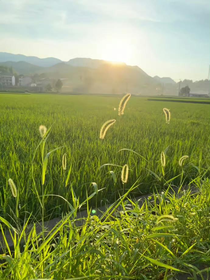 “农村,傍晚,日落,田野,微风,平凡生活”[比心]