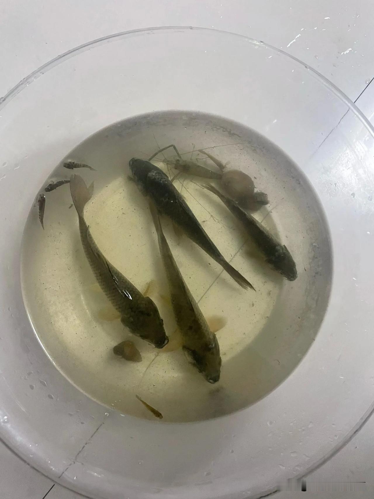 夏天养鱼可以抓些小蚊子小飞虫喂，纯天然无添加，还能省下买饲料的钱，鱼缸放在通风阴
